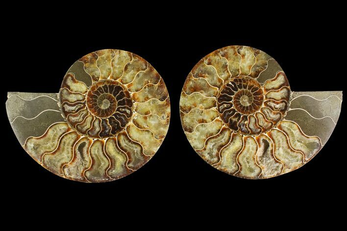 Agatized Ammonite Fossil - Madagascar #135279